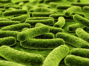 Gut-bacteria-could-predict-food-allergies_medium_vga